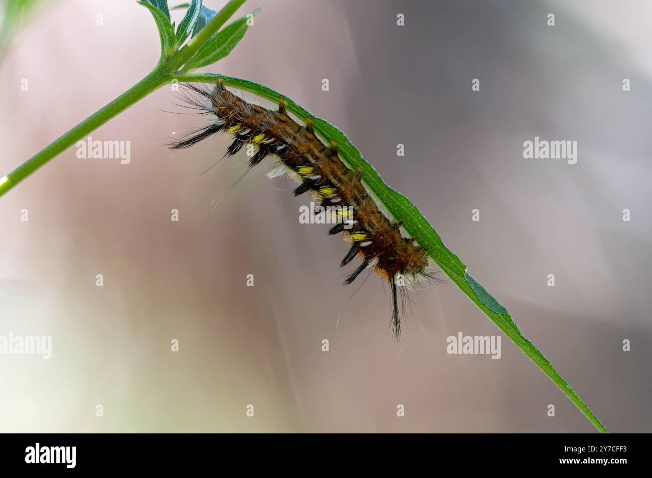 caterpillar im Werk Stockfoto