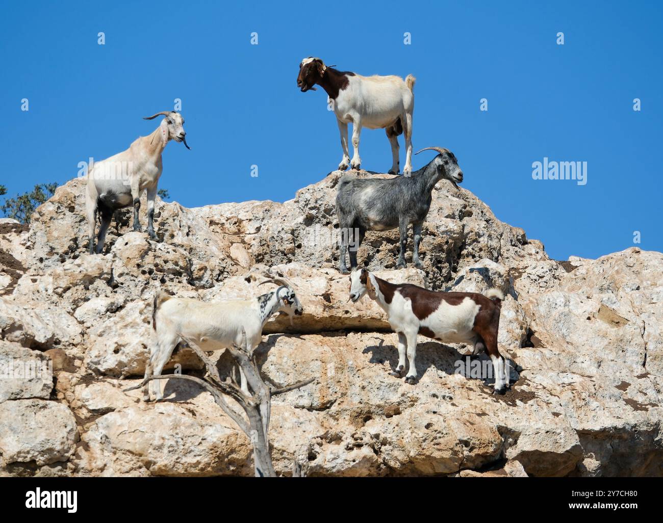 Hausziegen (Capra hircus) auf einer Ziegenfarm in der Nähe von Neo Chorio, Zypern Stockfoto