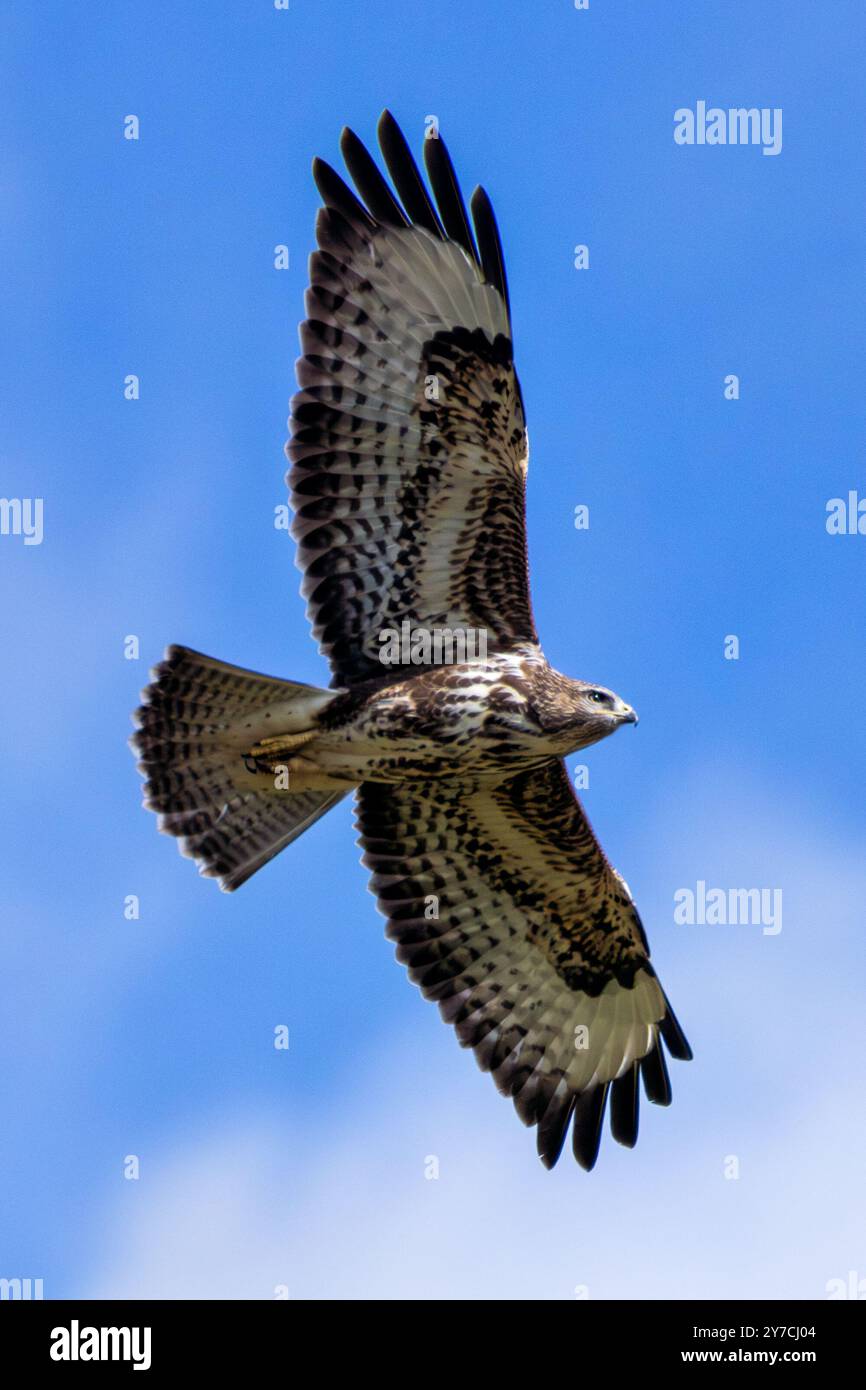 Gemeiner Bussard, ein mittelgroßer Raptor, der kleine Säugetiere und Vögel jagt. Foto auf der Rennbahn Baldoyle, Dublin. Stockfoto