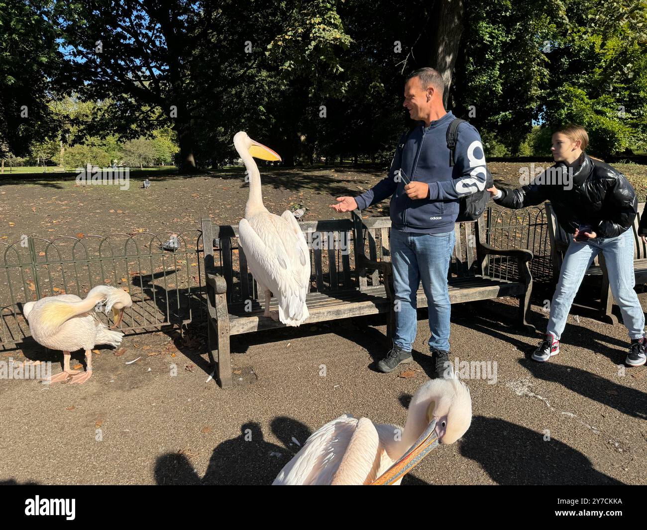 Die Pelikane des St. James's Park genießen ein Pareen in der schönen Septembersonne. Stockfoto