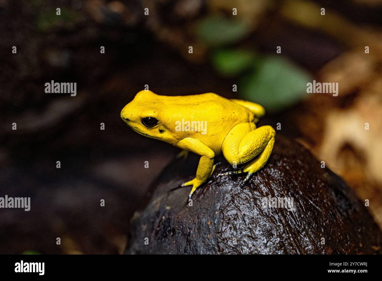 Goldener Giftpfeilfrosch (Phyllobates terribilis). Tropischer Frosch, der in Südamerika lebt. Stockfoto