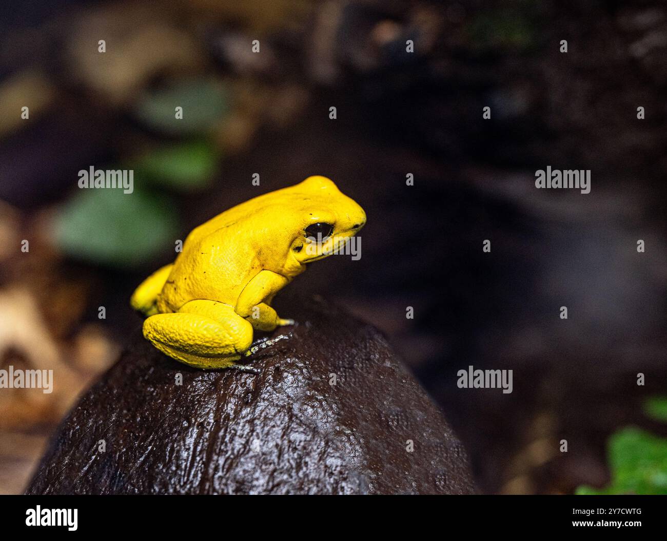 Goldener Giftpfeilfrosch (Phyllobates terribilis). Tropischer Frosch, der in Südamerika lebt. Stockfoto