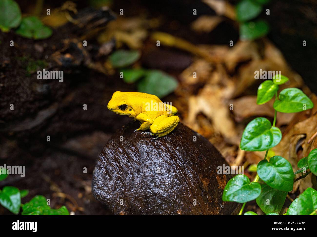 Goldener Giftpfeilfrosch (Phyllobates terribilis). Tropischer Frosch, der in Südamerika lebt. Stockfoto