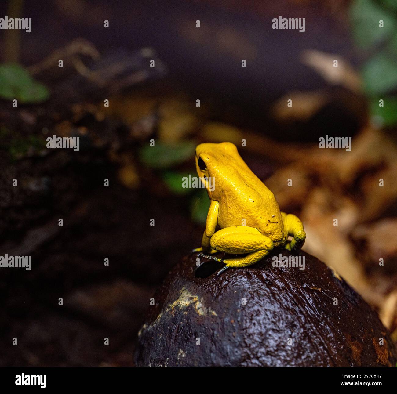 Goldener Giftpfeilfrosch (Phyllobates terribilis). Tropischer Frosch, der in Südamerika lebt. Stockfoto