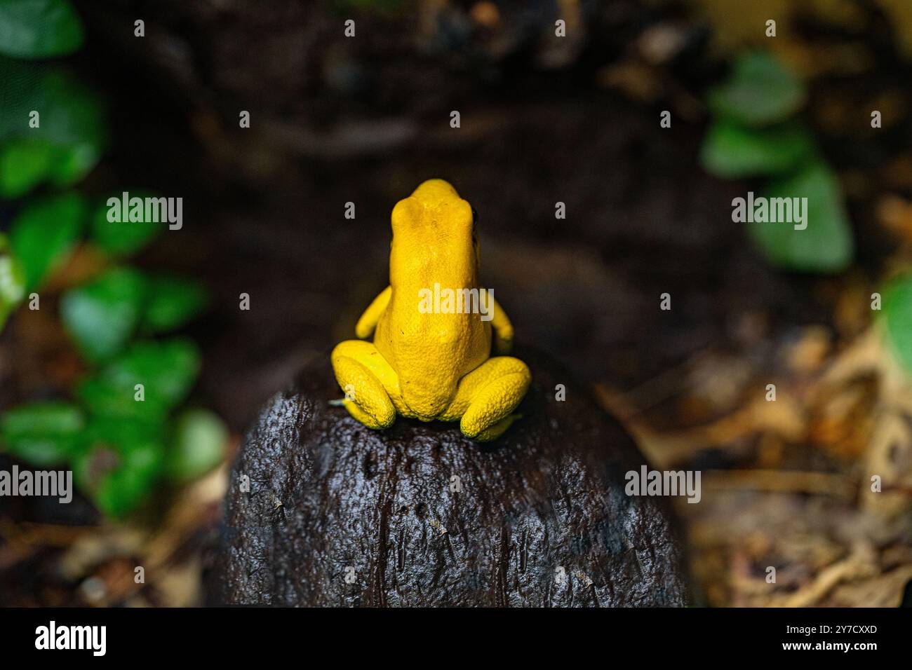 Goldener Giftpfeilfrosch (Phyllobates terribilis). Tropischer Frosch, der in Südamerika lebt. Stockfoto