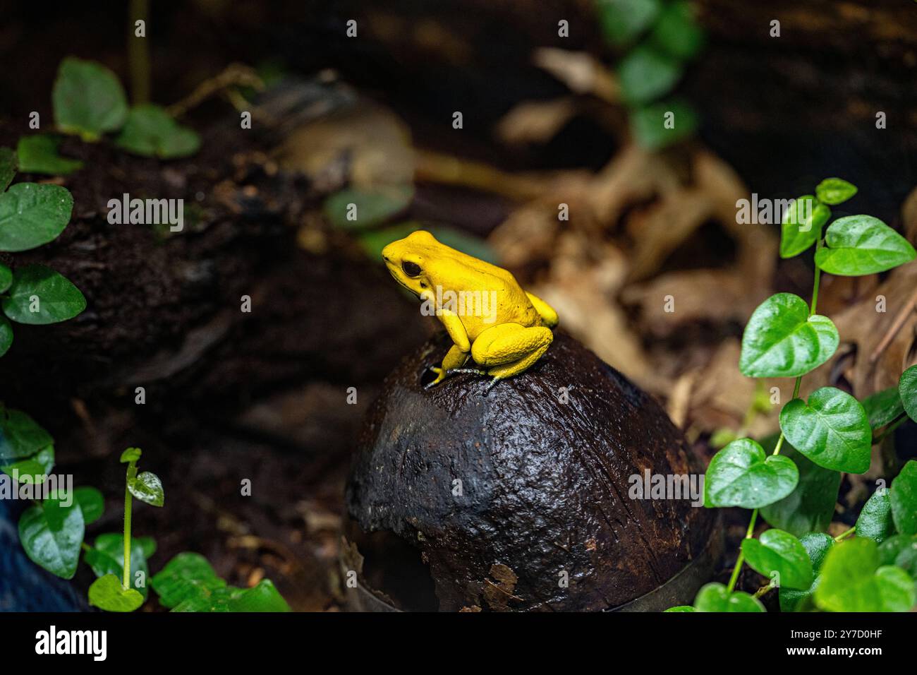Goldener Giftpfeilfrosch (Phyllobates terribilis). Tropischer Frosch, der in Südamerika lebt. Stockfoto