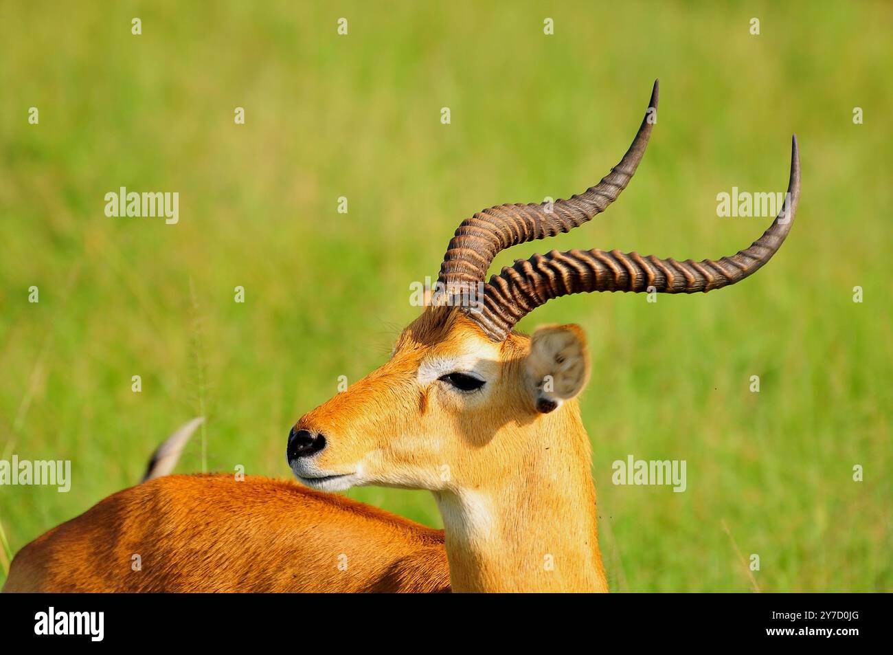 Ein männlicher Uganda Kob im Queen Elizabeth National Park Uganda Stockfoto