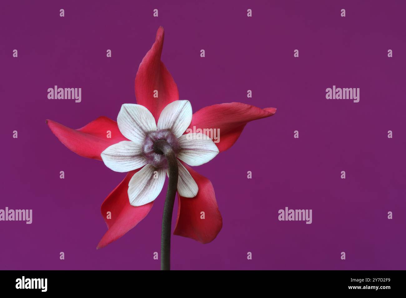 Cyclamen 'Exclusive Petticoat', Cyclamen Spec, Studio-Aufnahme Stockfoto