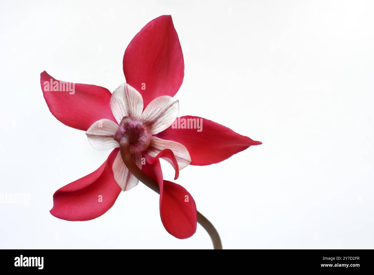 Cyclamen 'Exclusive Petticoat', Cyclamen Spec, Studio-Aufnahme Stockfoto