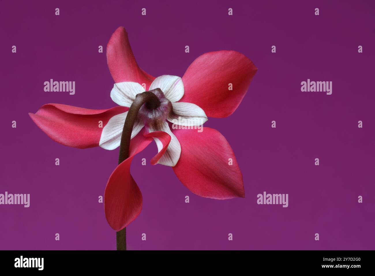 Cyclamen 'Exclusive Petticoat', Cyclamen Spec, Studio-Aufnahme Stockfoto