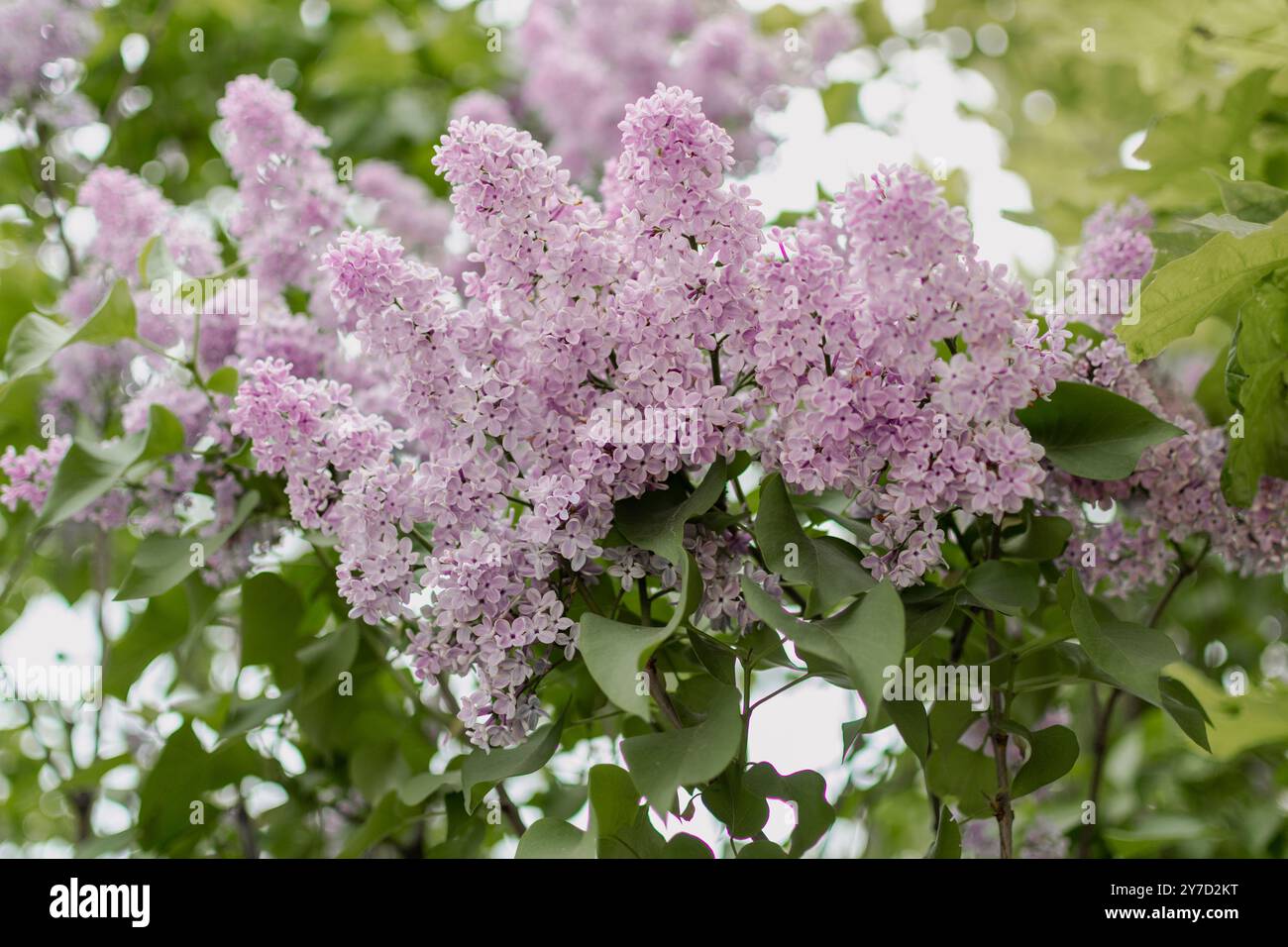 Lila Zweige (Syringa) mit blühenden sanften lila Blüten auf grünem, verschwommenem Bazillus Stockfoto