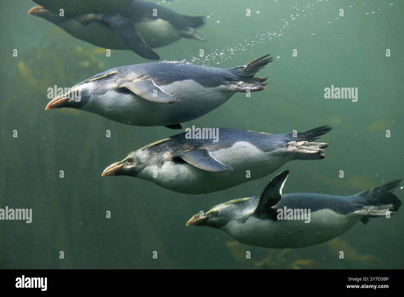 Rockhopper-Pinguin (Eudyptes chrysocome), Erwachsene, im Wasser, Schwimmen, Gruppe, Südafrika, Afrika Stockfoto