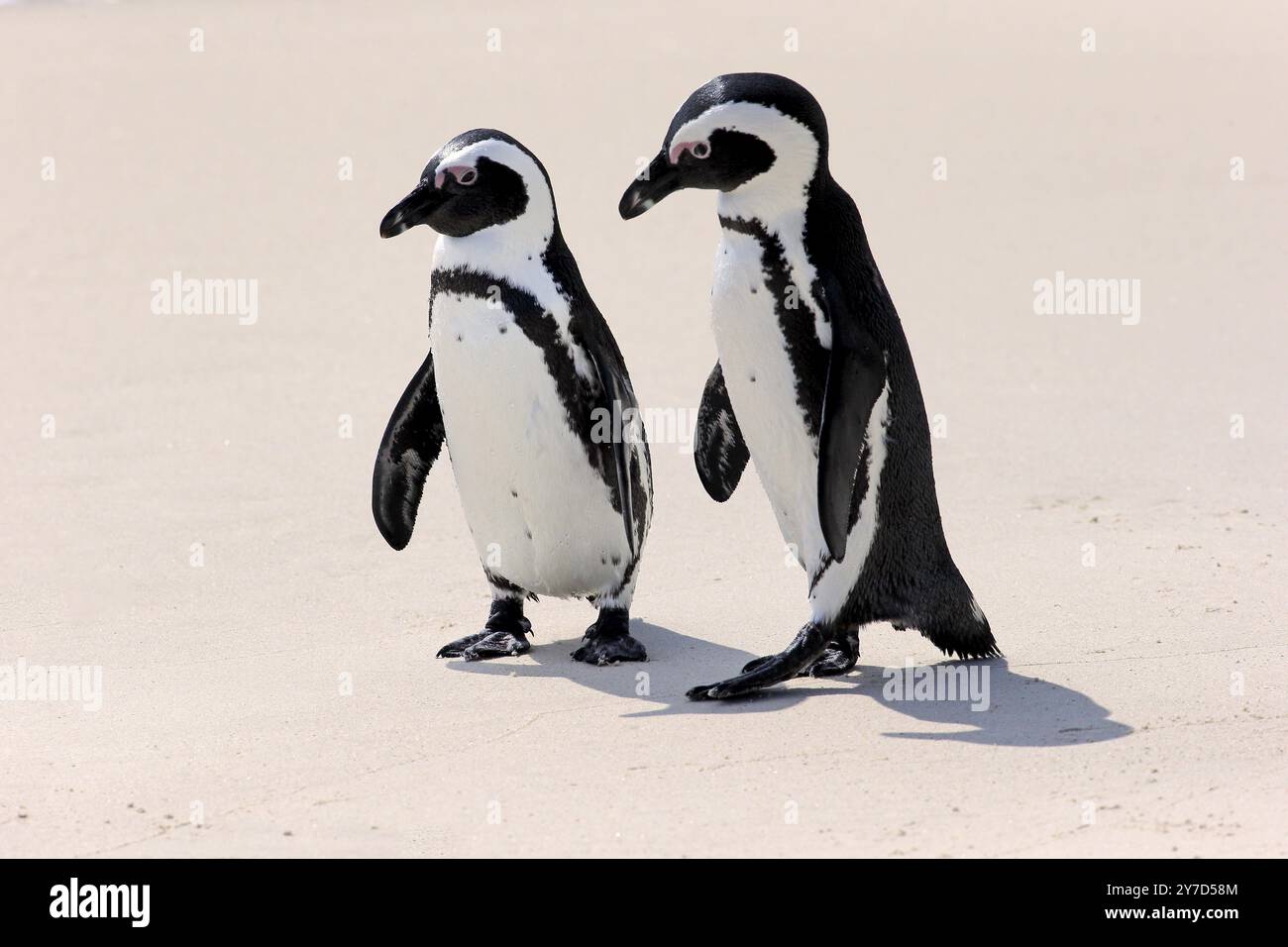 Afrikanischer Pinguin (Spheniscus demersus), Paar am Strand, Balz, Balz, Boulders, Simon's Town, Westkap, Südafrika, Afrika Stockfoto