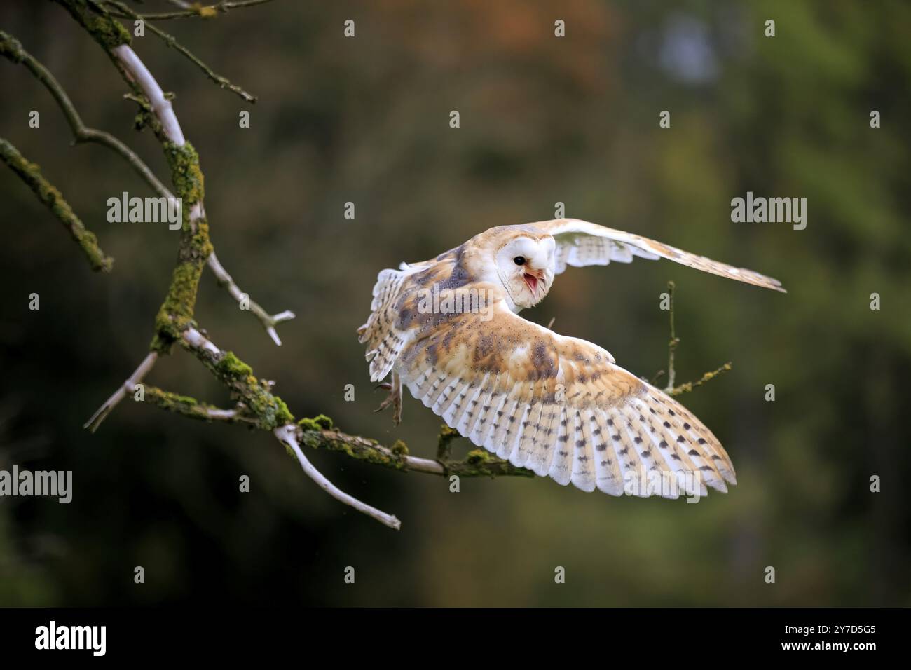 Scheuneneule (Tyto alba), erwachsen, hoch- und heranziehend, Eifel, Deutschland, Europa Stockfoto