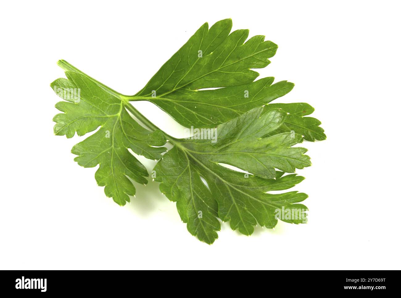 Koriander-Blatt isoliert auf weißem Hintergrund. Frische Sriprava-Grüns für die Nahaufnahme des Essens Stockfoto