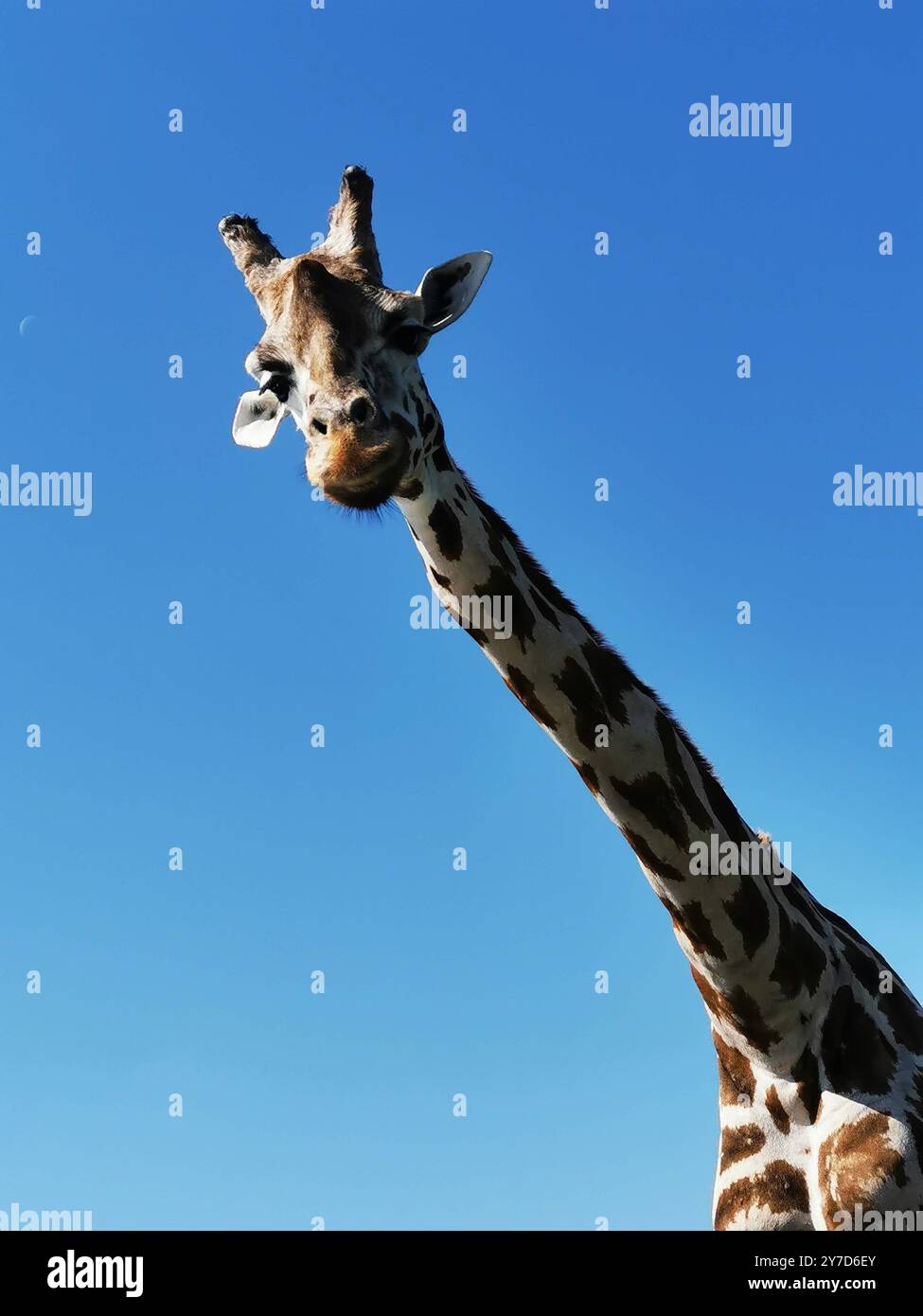 Giraffe, Safari, Afrika - Smartphone-aufgenommenes Stockfoto