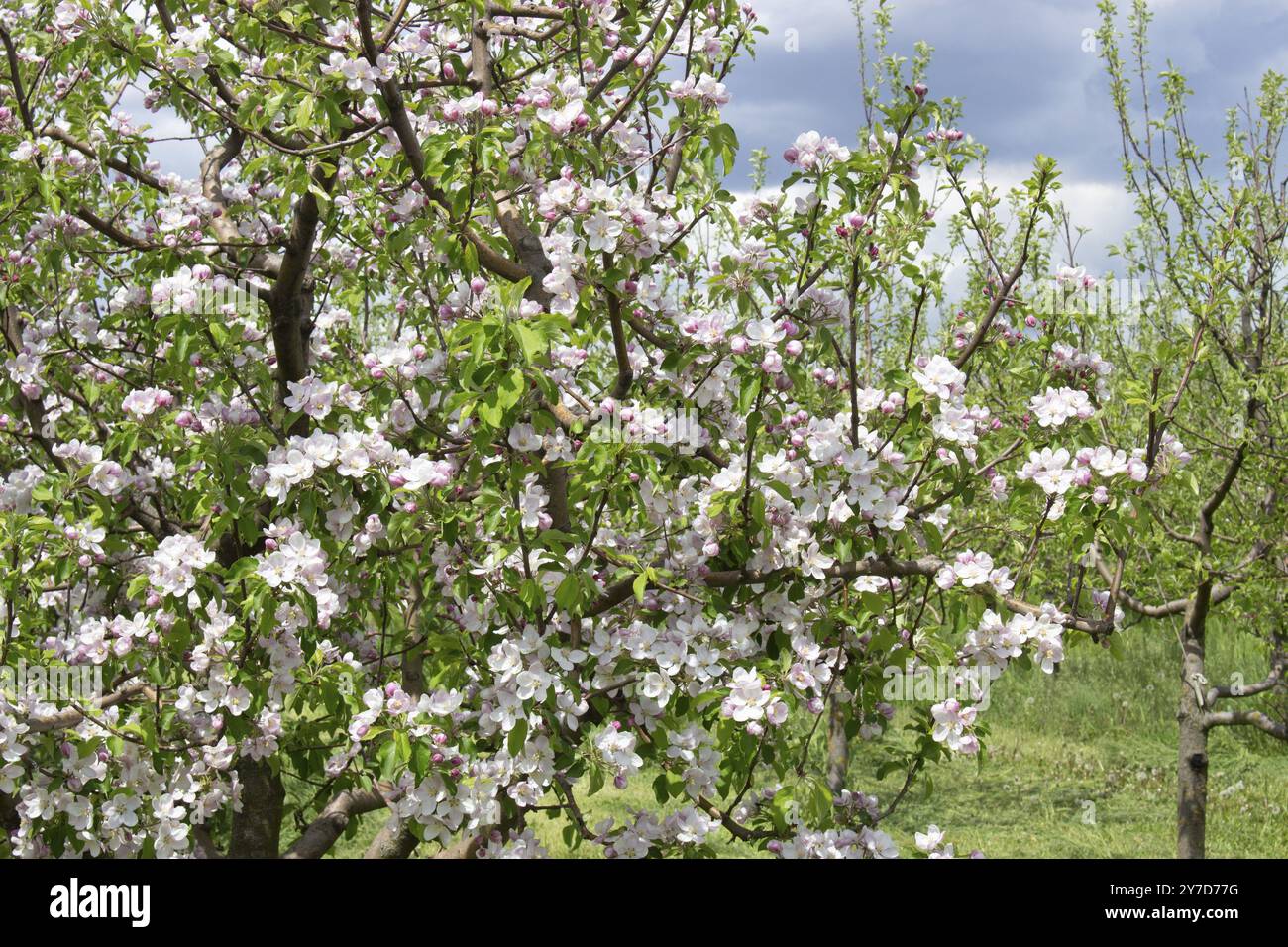Üppige Blumen eines Apfelbaums. Natürlicher Hintergrund von Blumen und grünen Blättern im Frühling im Garten an Obstbäumen Stockfoto