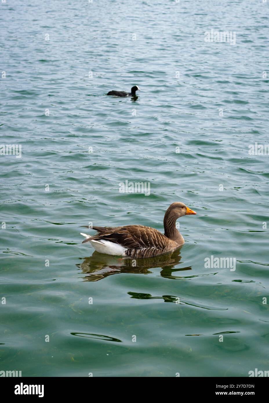 London, England, April 30 2023: Vögel im Kensington Gardens, Graubeine und Hähnchen schwimmen im See Stockfoto