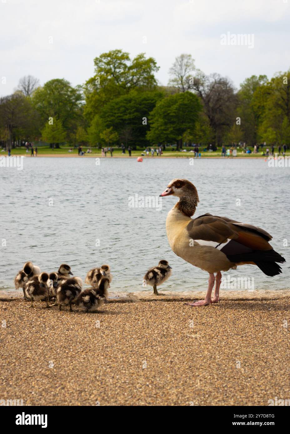 London, England, April 30 2023: Vögel in den Kensington Gardens, ägyptische Gans und Entlein am See Stockfoto