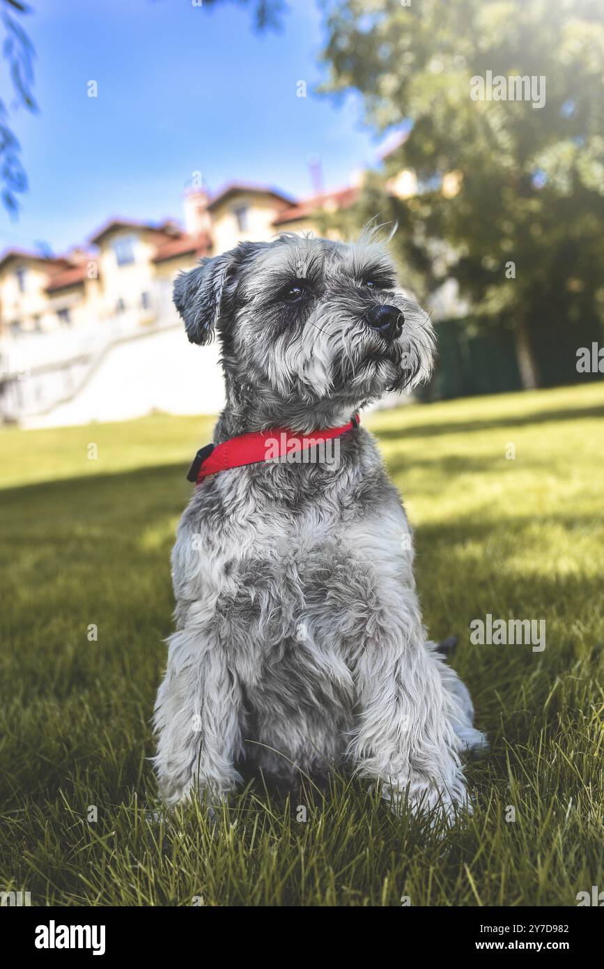 Porträt eines schönen Hundeschnauzers, der auf dem Gras sitzt und in die Ferne im Park blickt. Das Konzept der Liebe zu Tieren. Bester Freund Stockfoto