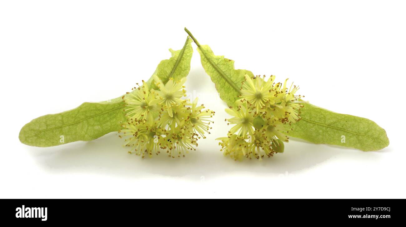 Linden ist eine medizinische, Honig-, Lebensmittel- und technische Pflanze. Blume isoliert auf weißem Hintergrund Stockfoto