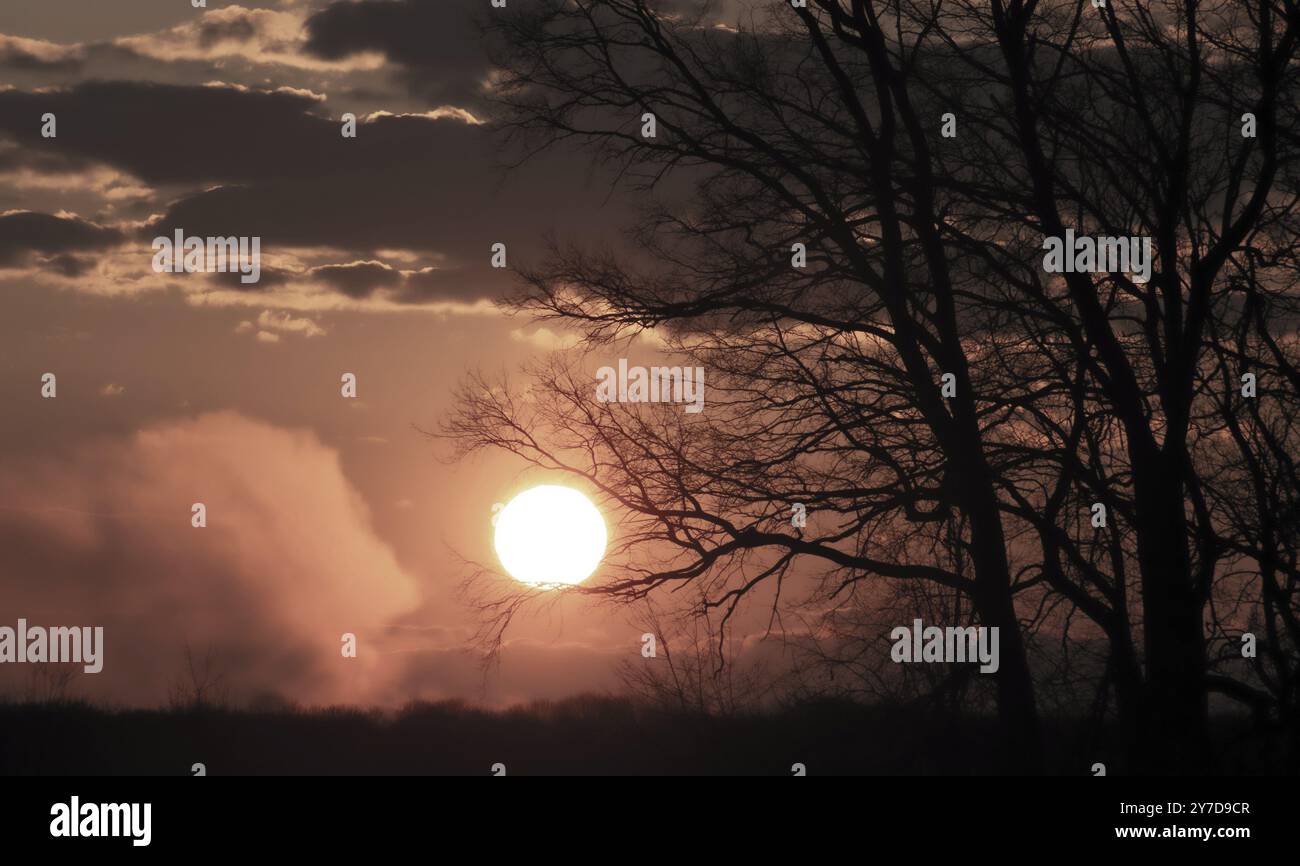 Die Abstraktion der Äste ohne Blätter auf dem Hintergrund der großen Sonne Stockfoto