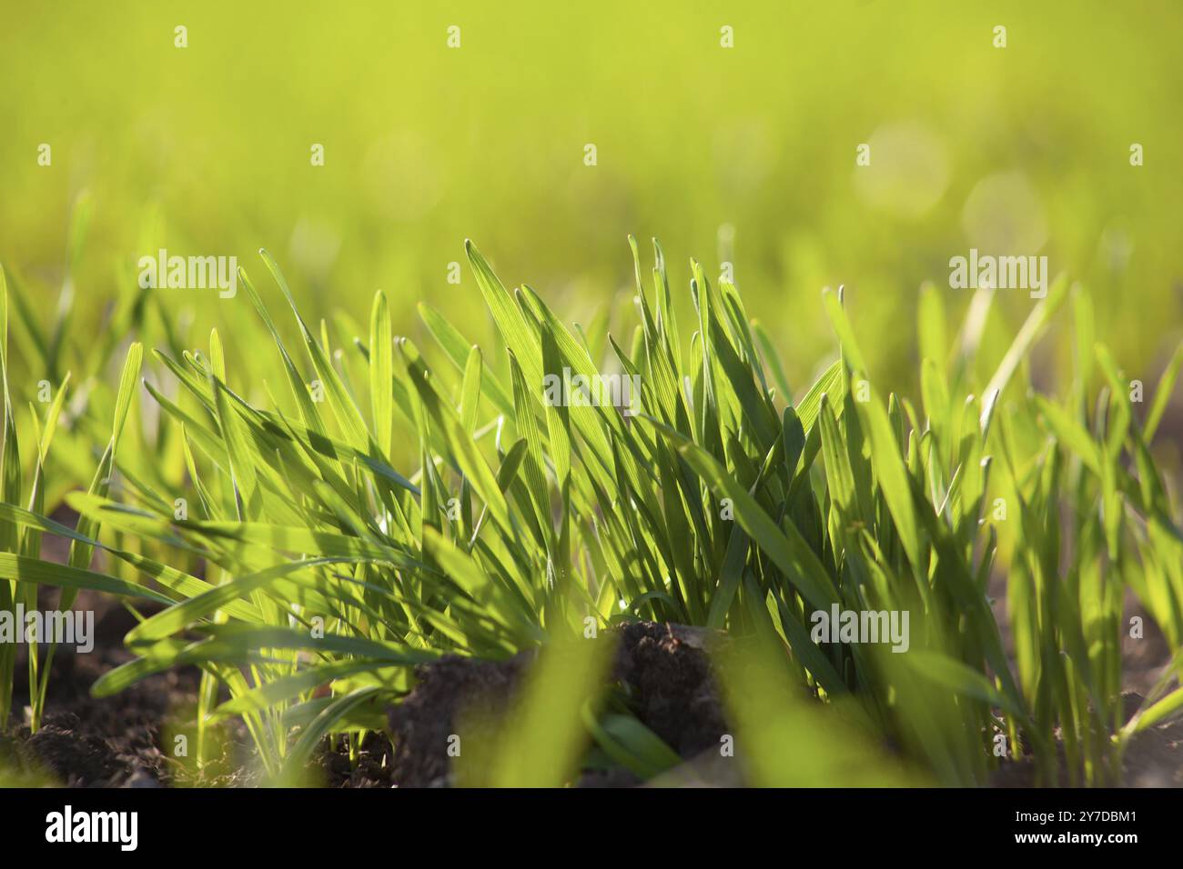 Ein Bund gekeimter Weizenkörner, grüne Blätter junger Sprossen Winterweizen auf einem landwirtschaftlichen Feld Stockfoto