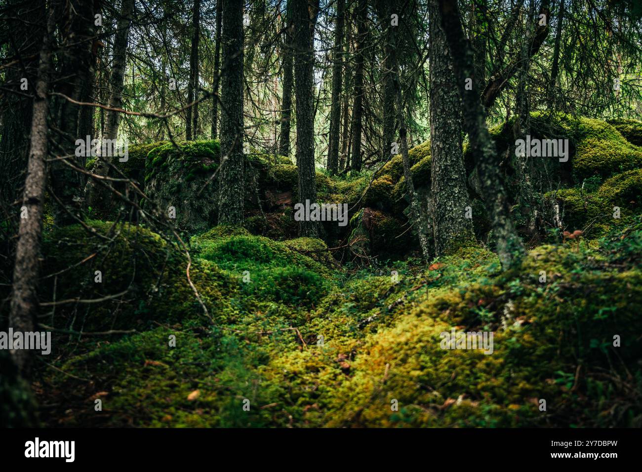 Ein ruhiger, dichter Wald in Idre Dalarna, Schweden, üppiges Moos, das den Boden bedeckt, und Felsbrocken umgeben von hohen Bäumen in einer friedlichen natürlichen Umgebung Stockfoto