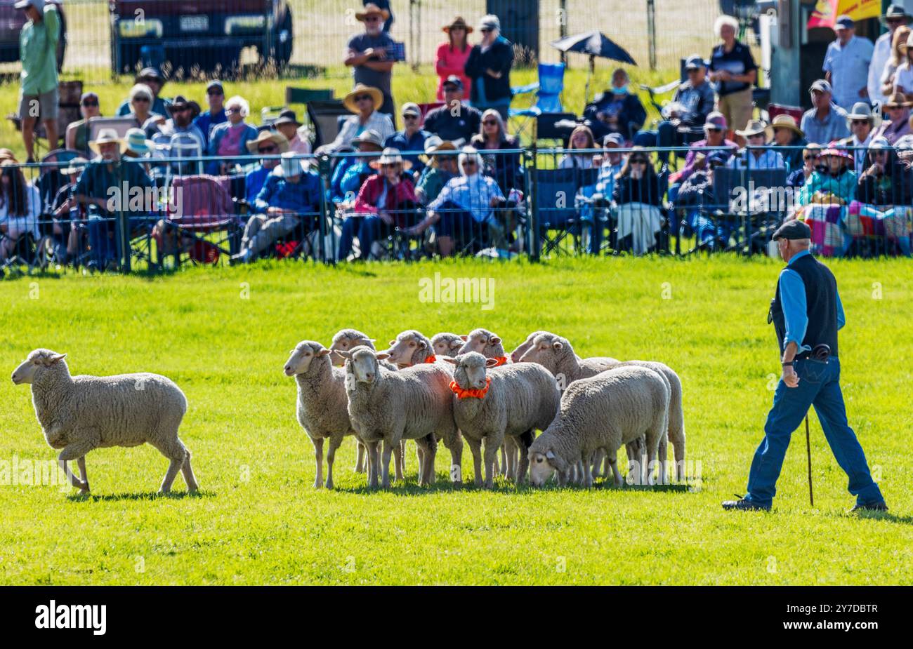 Männlicher Hundeführer, der Schafe bei den Meeker Classic Sheepdog Championship Trials hütet; Meeker; Colorado; USA Stockfoto