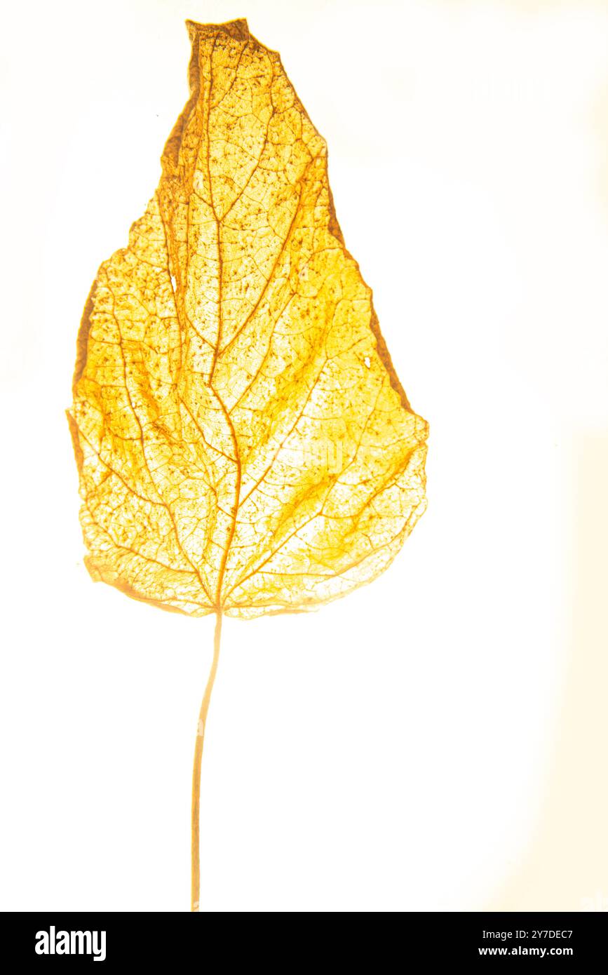 Foto mit Blattdetail Stockfoto