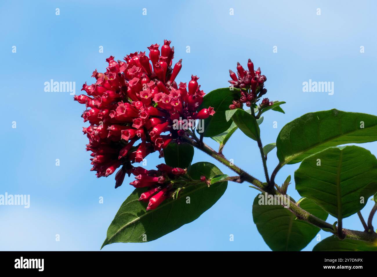 Roter mexikanischer Hammerstrauch Blüte, Cestrum elegans Stockfoto