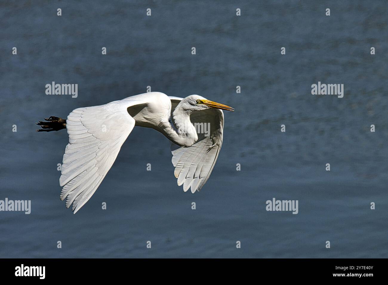 Ein weißer Vogel mit gelbem Schnabel fliegt über ein Gewässer. Der Vogel ist in der Luft und er sucht nach Nahrung Stockfoto