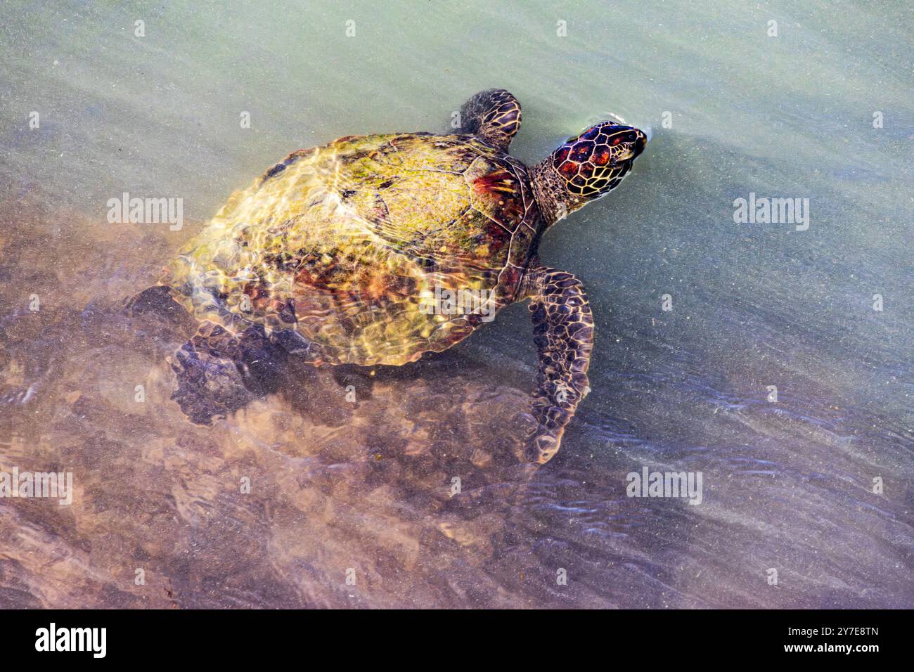 Meeresschildkröten schwimmen im Ozean vor der Küste Floridas Stockfoto