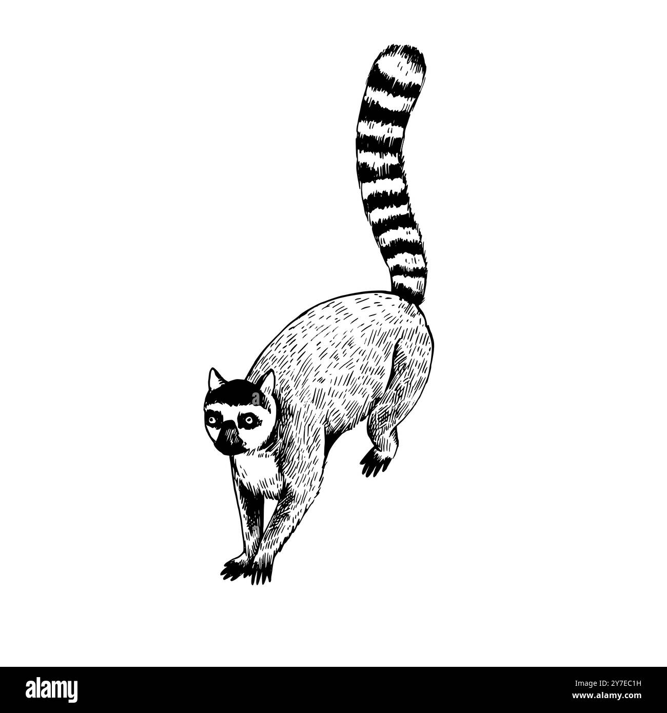Detaillierte, realistische handgezeichnete Illustration von niedlichem Lemur im Retro-Stil. Stock Vektor