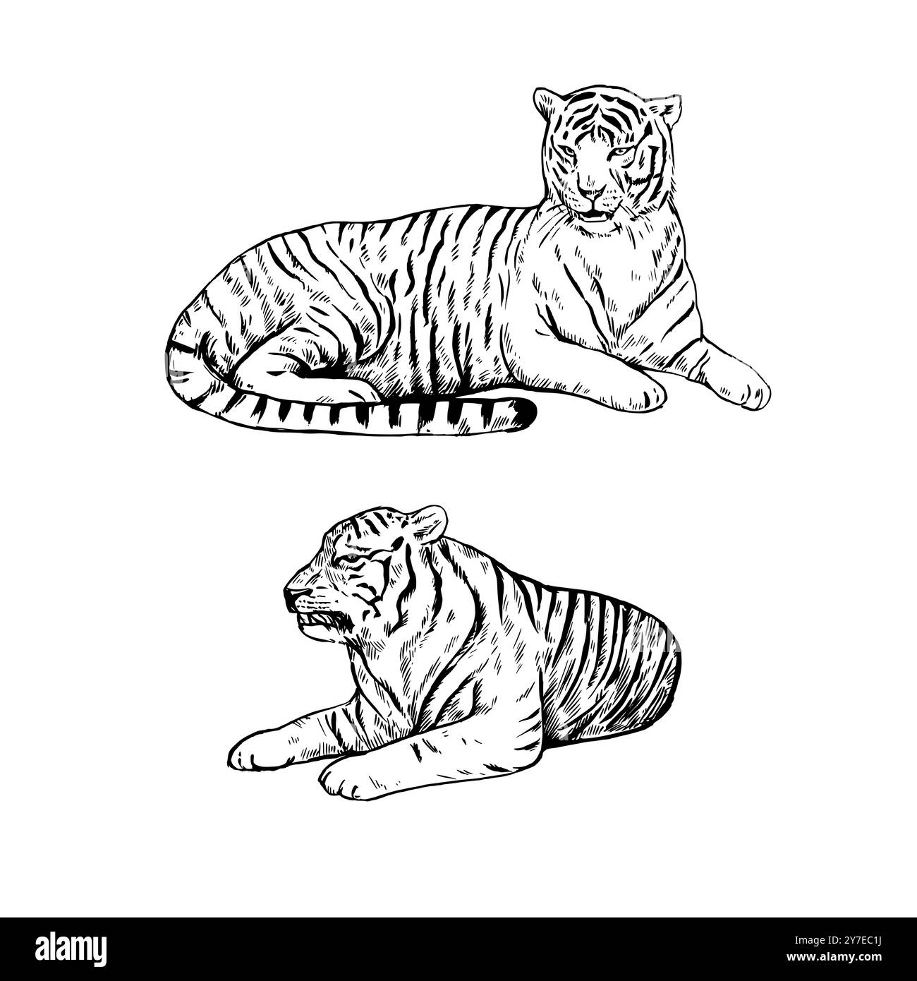 Liegender Tiger isoliert auf weißem Hintergrund. Handgezeichnete realistische Vektorillustration. Zeichnung von Strichgrafiken. Stock Vektor