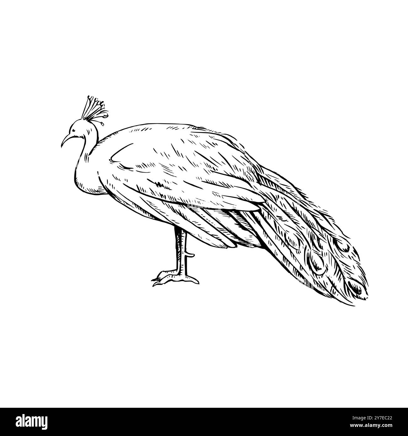 Illustration eines schwarz-weißen Pfauenmännchens im Stilstil. Illustration von Vintage-Tinte isoliert auf weißem Hintergrund. Stock Vektor