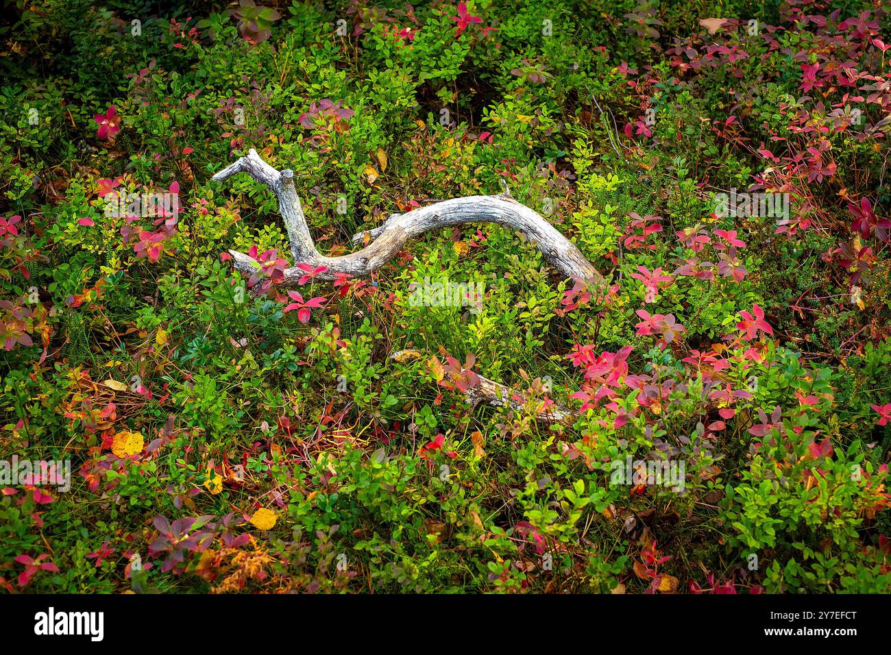 September 2024: Nicht zu verpassen sind die wunderschönen Farben und die komplizierten Designs des Waldbodens im UNESCO-Weltkulturerbe Stora Sjofallet Nationalpark, Laponia, Gallivare, Schweden. Stockfoto