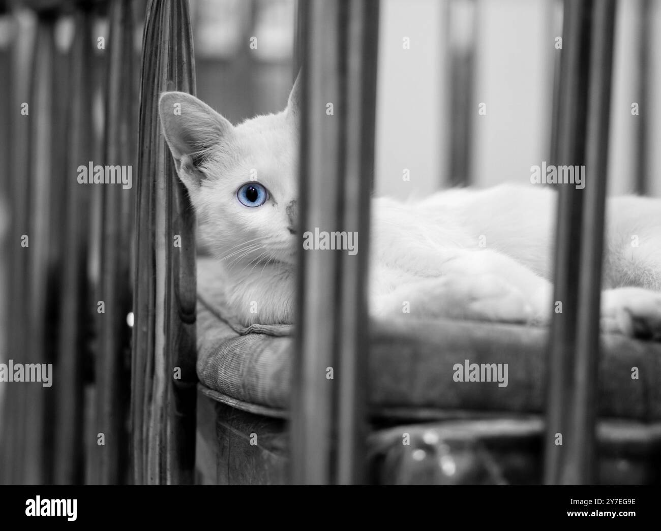 Hide and Seek Stockfoto