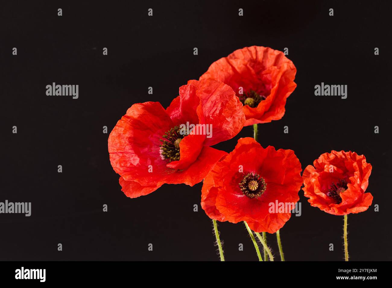 Grußkarte zum Gedenktag. Schöne rote Mohnblumen auf schwarzem Hintergrund. Damit wir es nicht vergessen Stockfoto