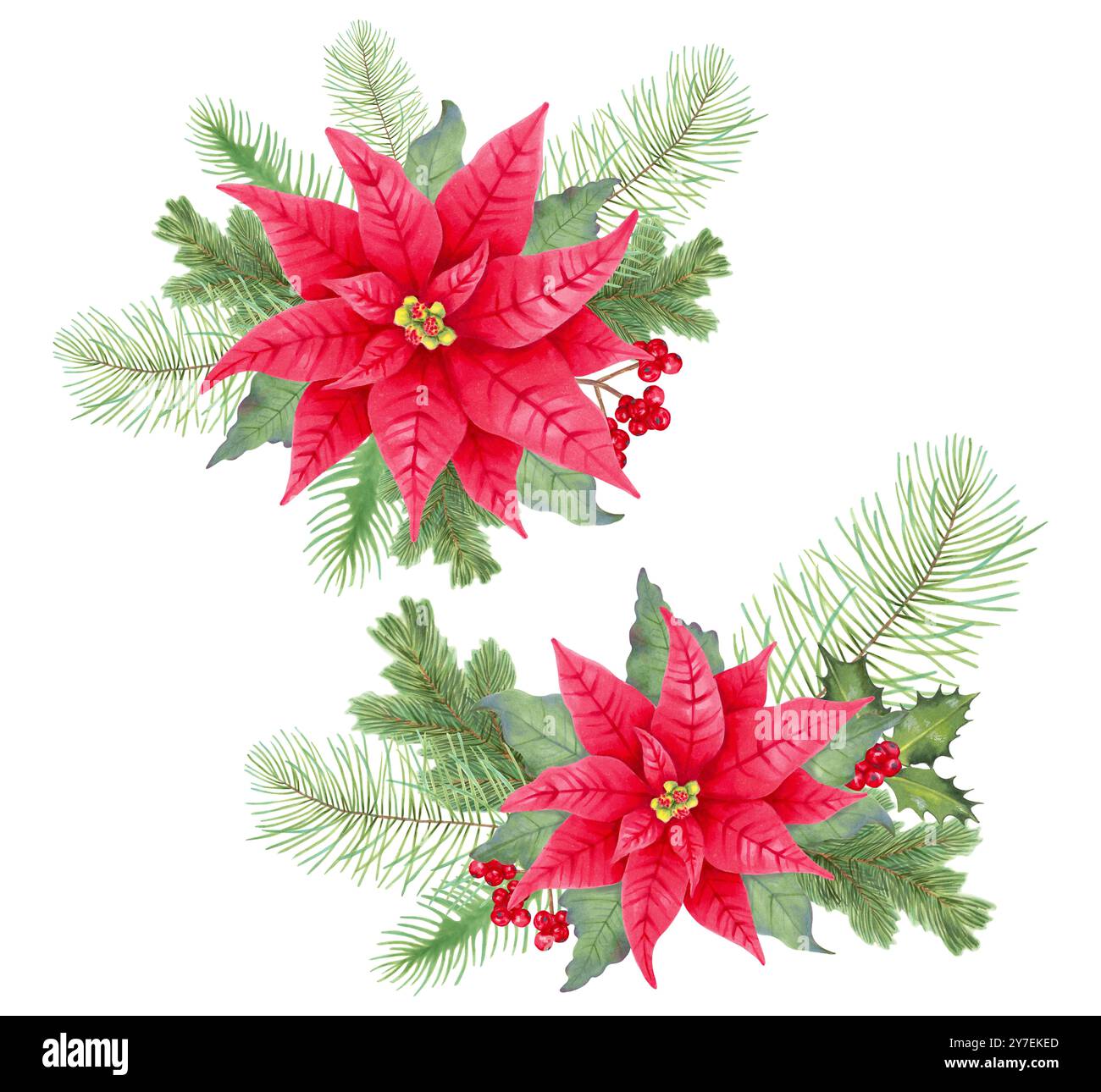 Weihnachtssträuße mit Weihnachtsstern, stechpalmenzweigen, Beeren, Kiefer, Tanne. Aquarell- und Markierungsabbildungen. Handgezeichnete isolierte Kunst Stockfoto