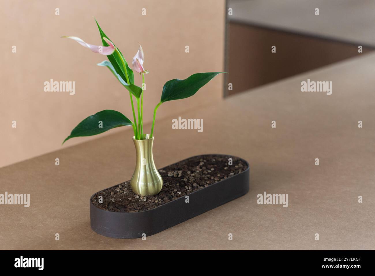 Saubere Sicht auf die Pflanze in einer kleinen Messingvase auf dem Display. Aufnahmen bei Tageslicht. Lange runde Tabletform. Stockfoto