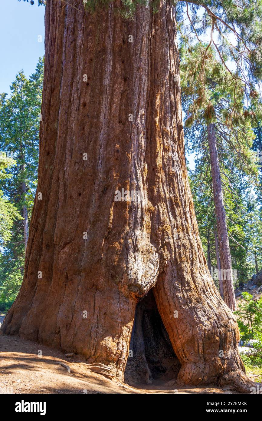 Riesenmammutbäume im Sequoia-Nationalpark in Kalifornien Stockfoto