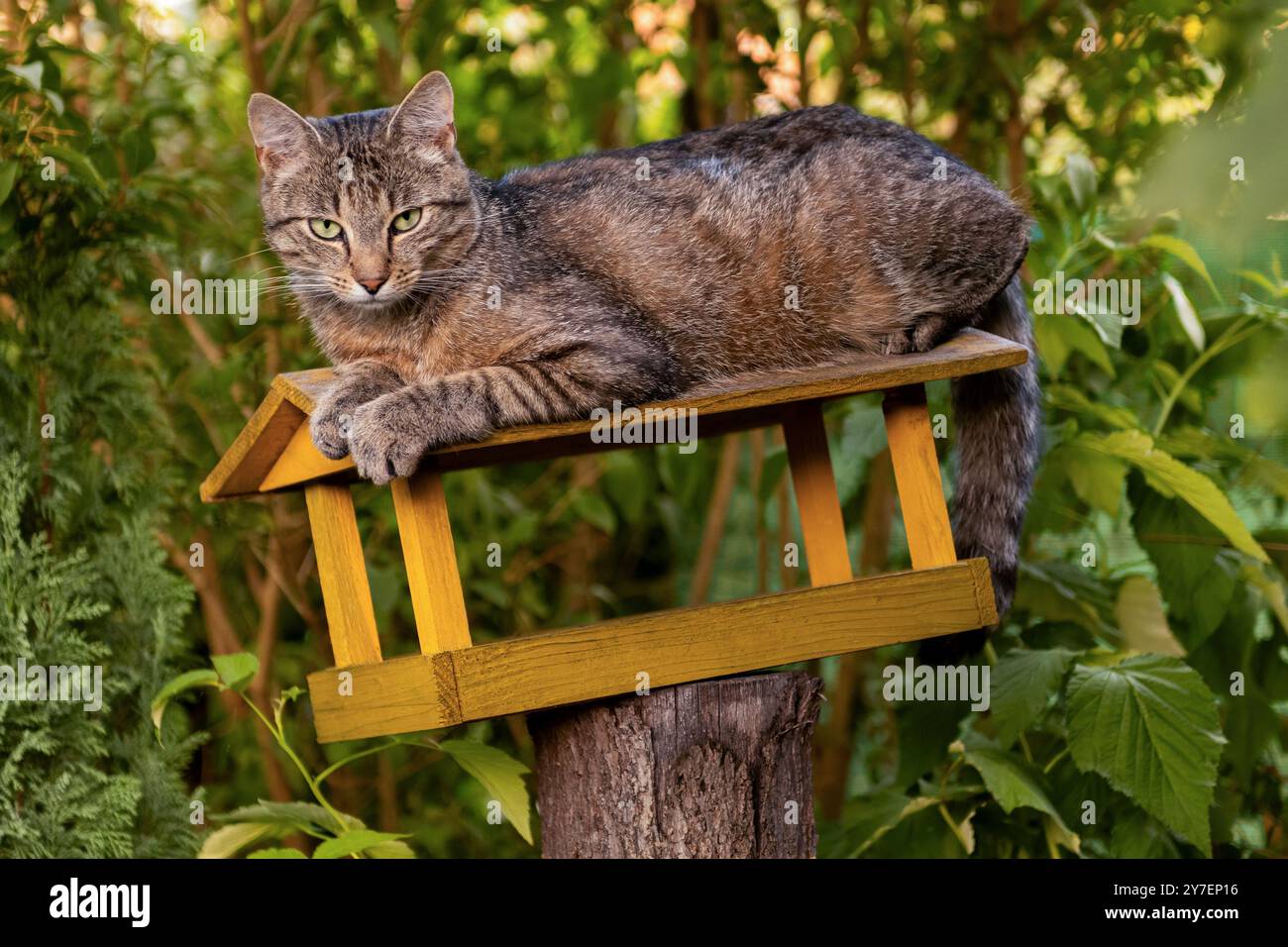 Niedliche Hauskatze, die auf einem Vogelhaus sitzt und in die Kamera schaut. Stockfoto