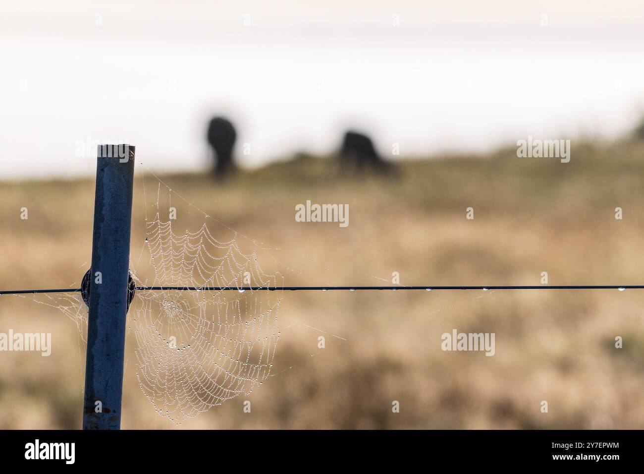 Spinnennetz mit Tau auf einem Zaunpfosten Stockfoto