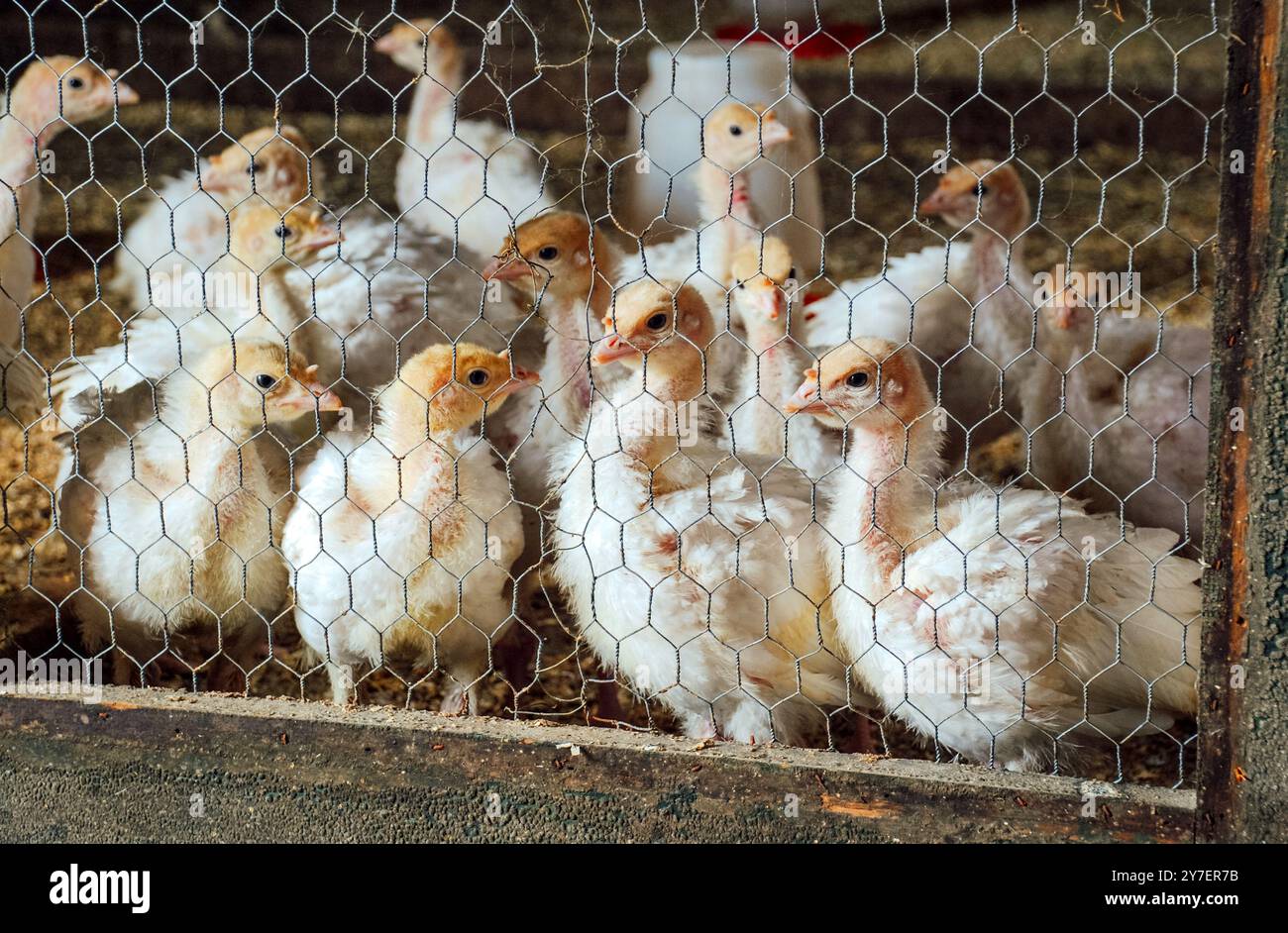 Fotografie junger Puten in einer Scheune auf einer Hobbyfarm Stockfoto