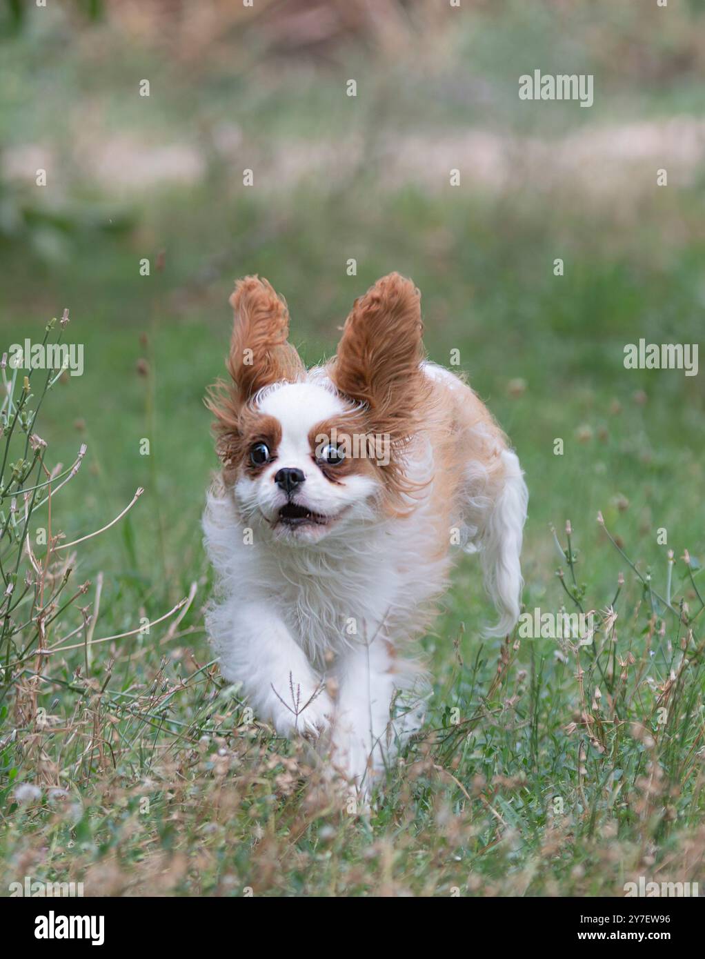kavalierkönig charles, der in der Natur wohnt, in einem Garten Stockfoto