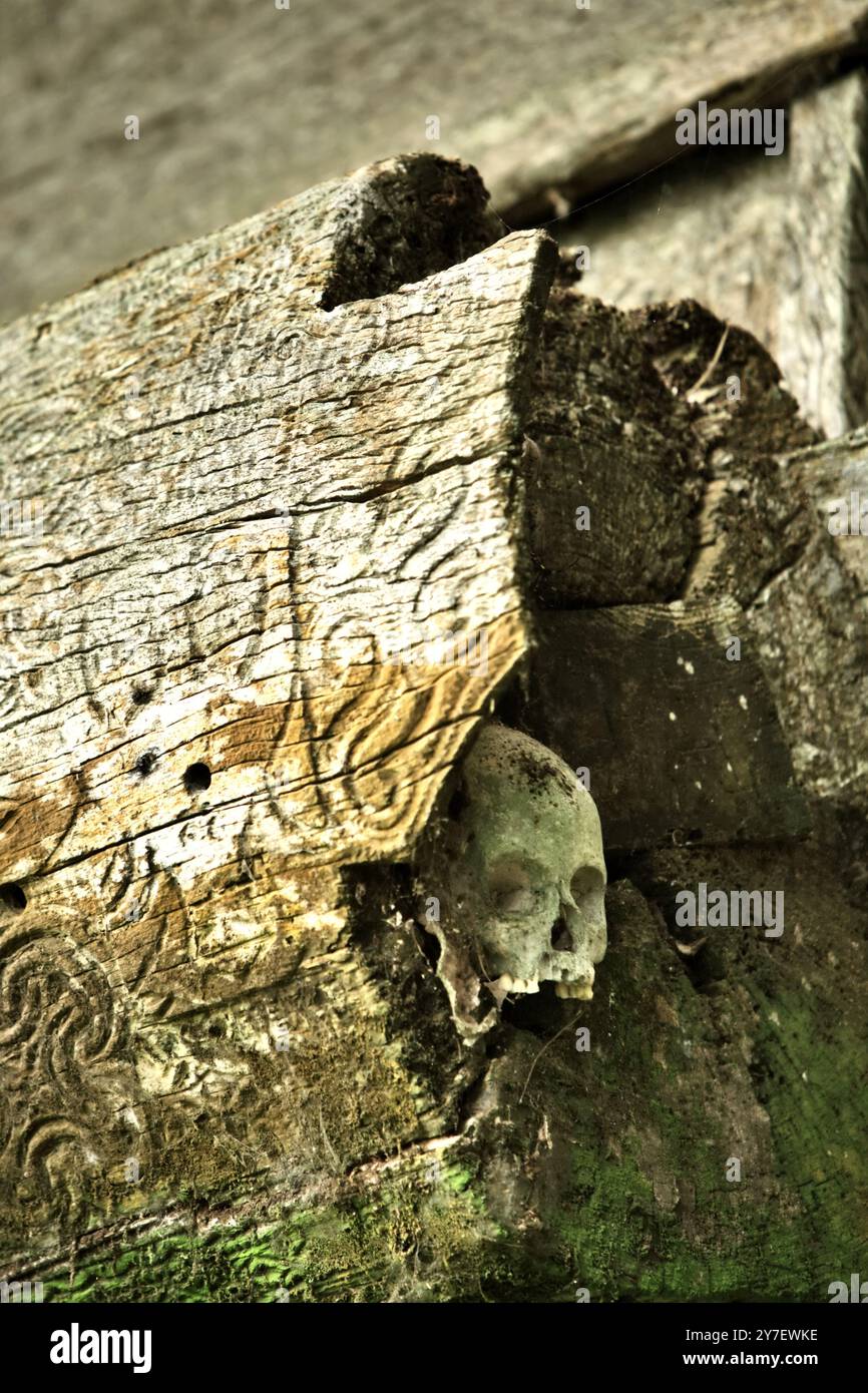 Menschlicher Schädel an der traditionellen Begräbnisstätte im Dorf Kete Kesu, Nord-Toraja, Süd-Sulawesi, Indonesien. Stockfoto