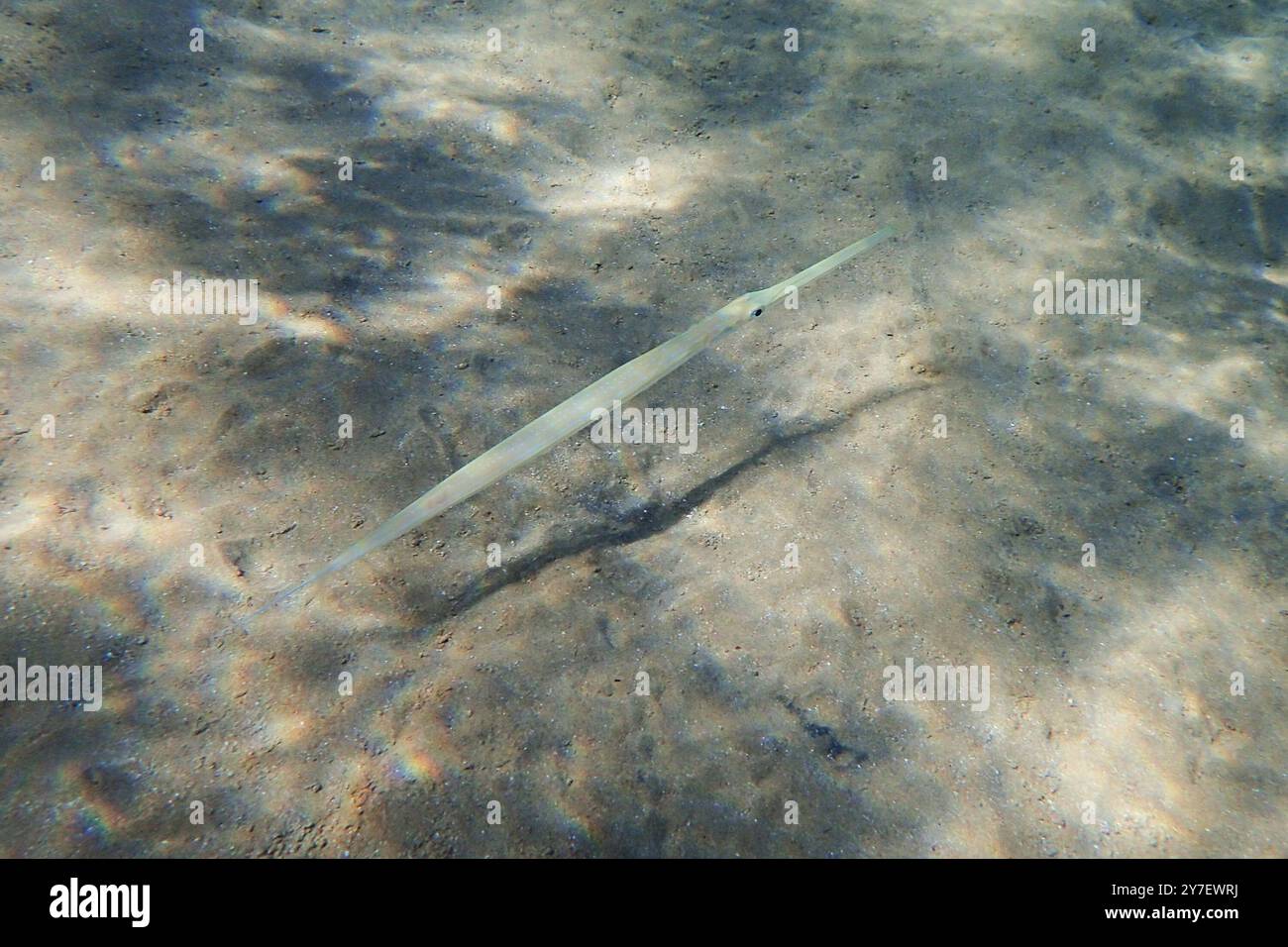 Glatter Flussbarsch (Fistularia commersonii) Fisch im Roten Meer Stockfoto