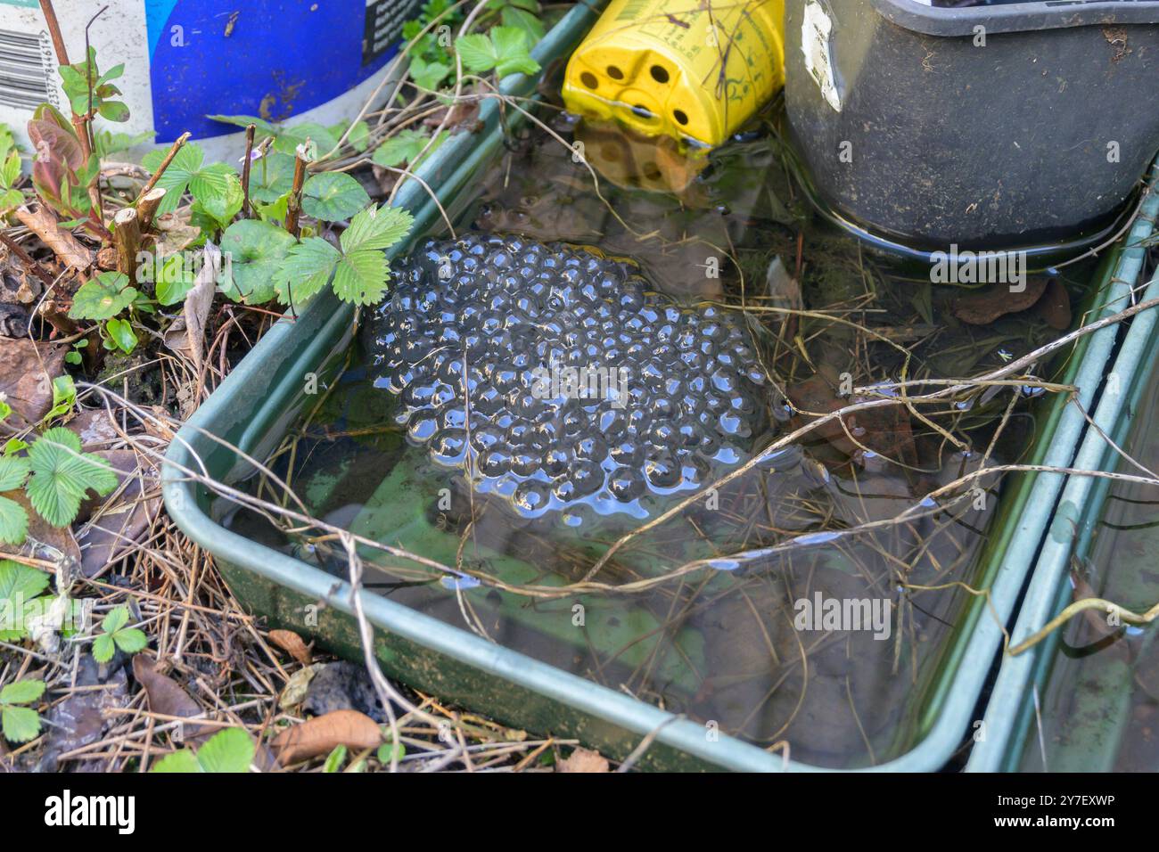 Der Froschfrosch (Rana temporaria) lag Ende März in einem mit Regenwasser gefüllten Pflanztablett in einem Hintergarten (ohne den nahegelegenen Teich), Kent, Großbritannien Stockfoto