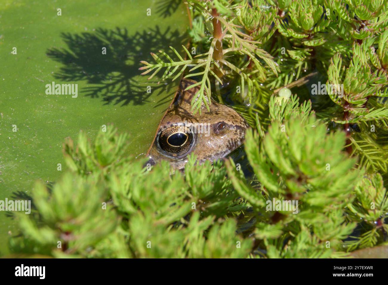 Gemeiner Frosch (Rana temporaria) unter einer Lilienunterlage in einem Gartenteich. Juni, Kent, Großbritannien Stockfoto